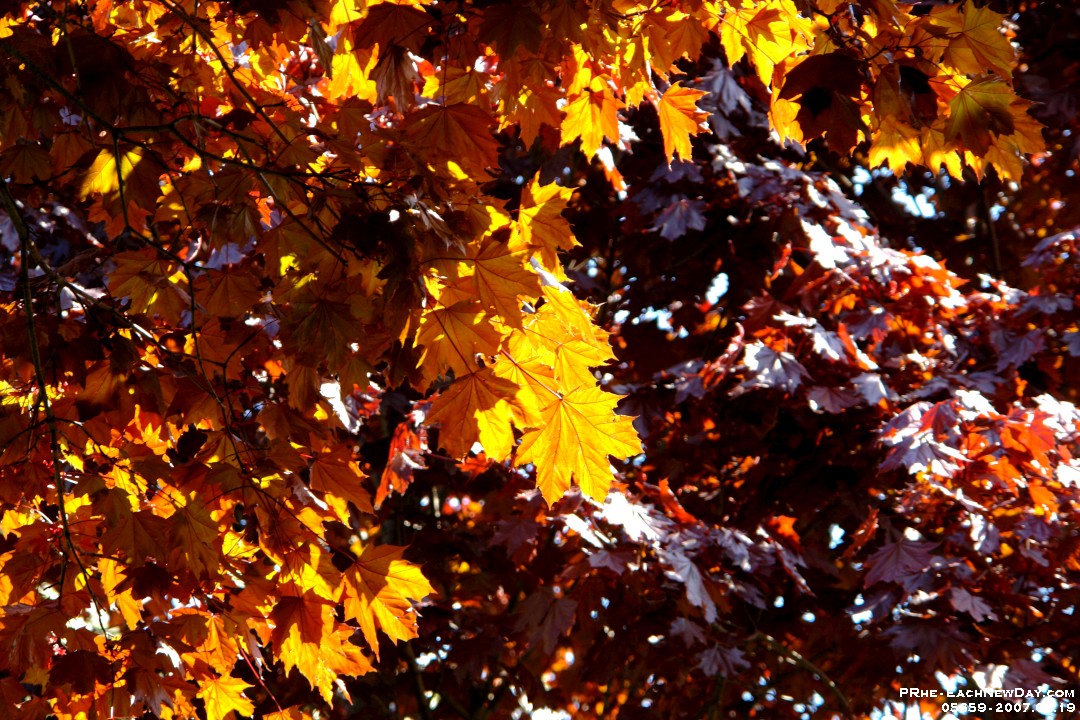 05659ls - Leaves and trees at home